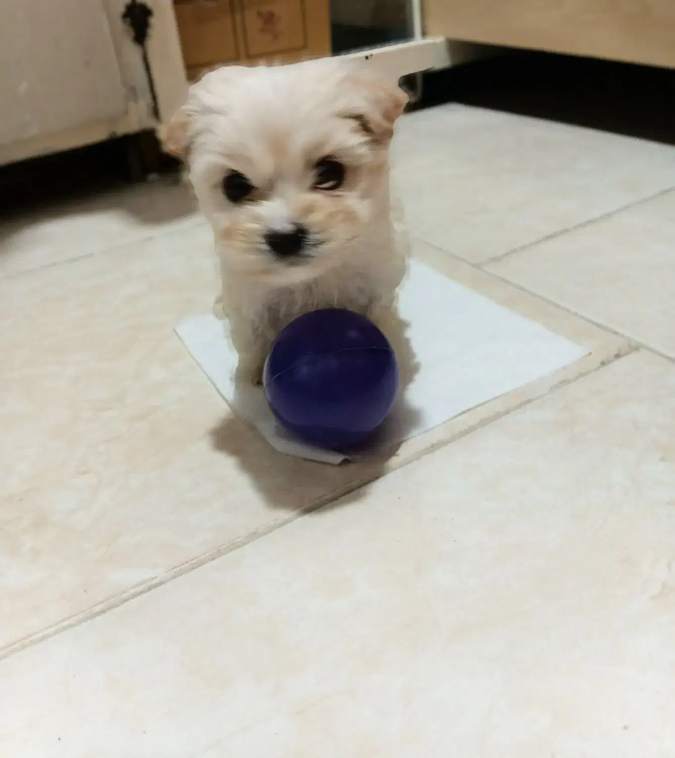 سگ پودل خانگی..قیمت۸۵۰۰|سگ|تهران, والفجر (افسریه)|دیوار