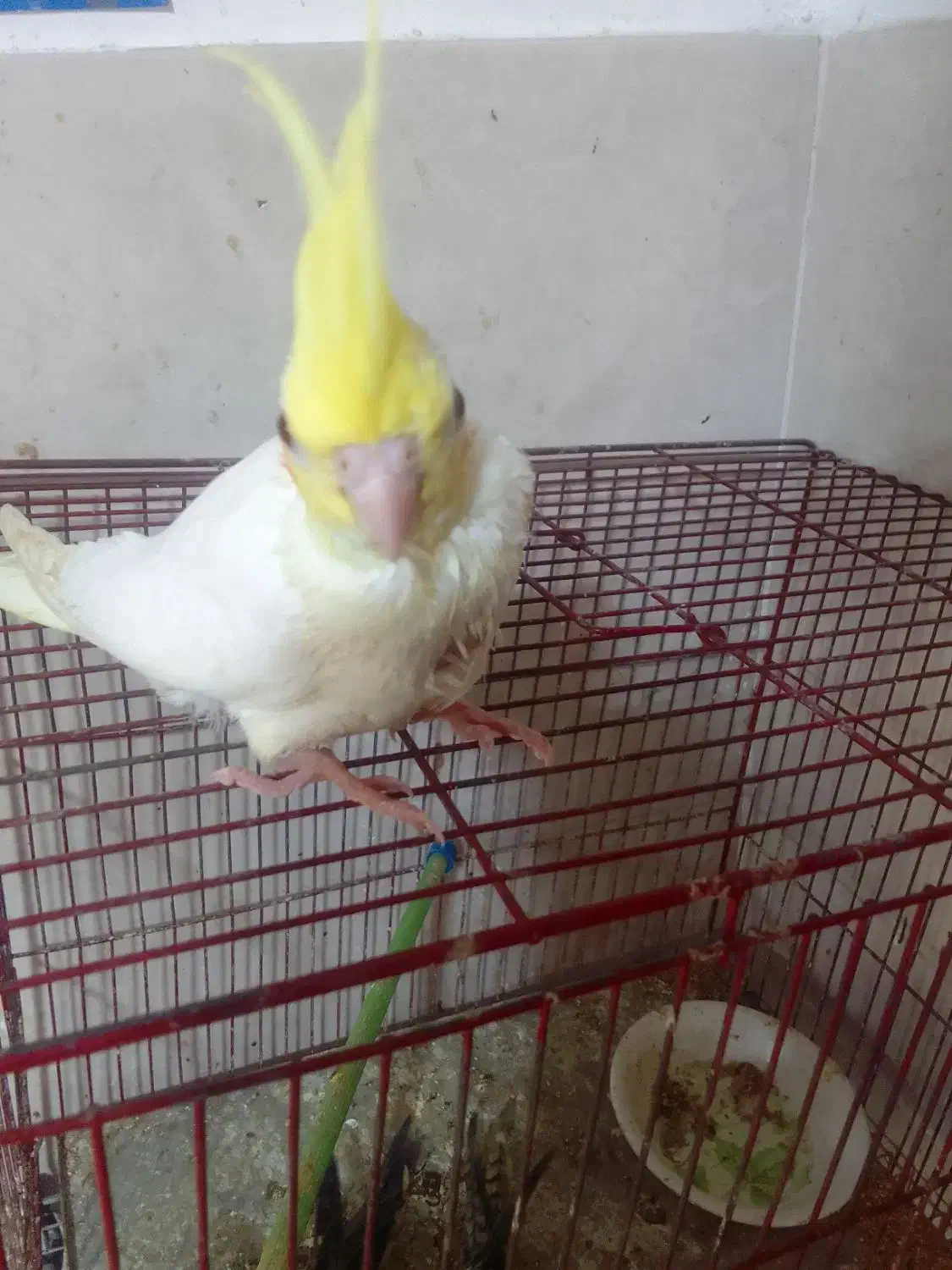 طوطی عروس سوپر رام لوتینو چشم شرابی|پرنده|بابل, |دیوار