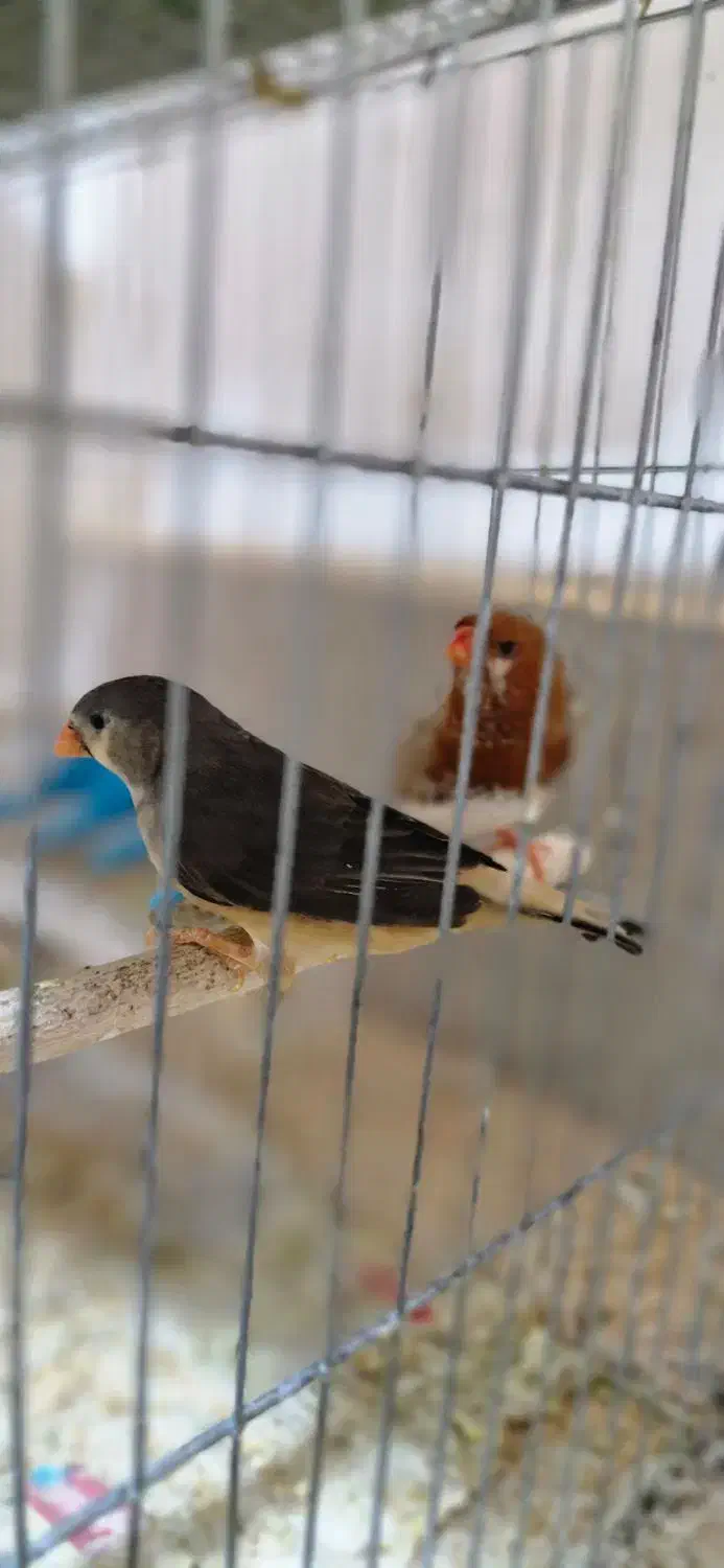 فروش فنچ کینگ مولد|پرنده|بندرعباس, |دیوار