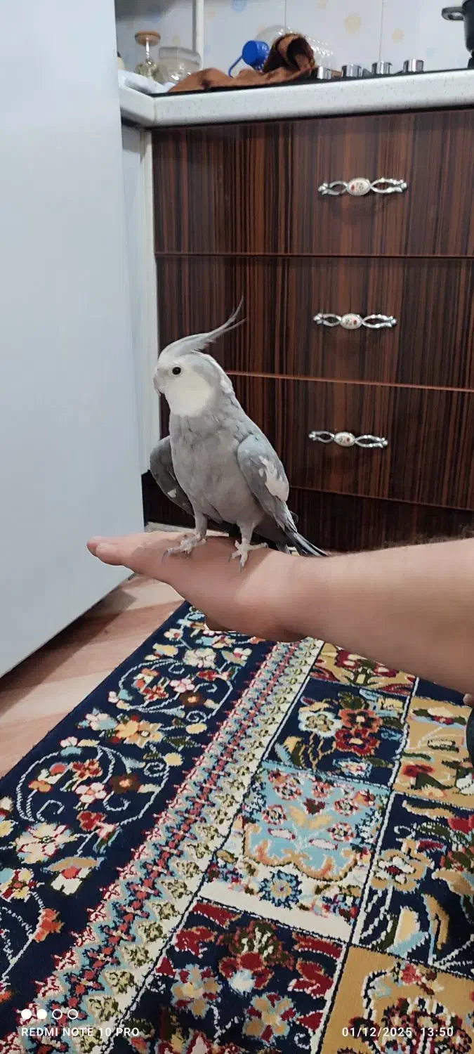 عروس هلندی نر|پرنده|کرج, شهرک جهان‌نما|دیوار