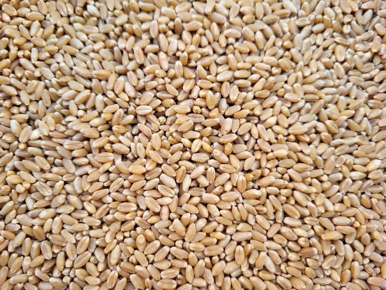 گندم بذری (کم آب و پر آب با تناژ بالا)|عمدهفروشی|شیراز, بازار|دیوار