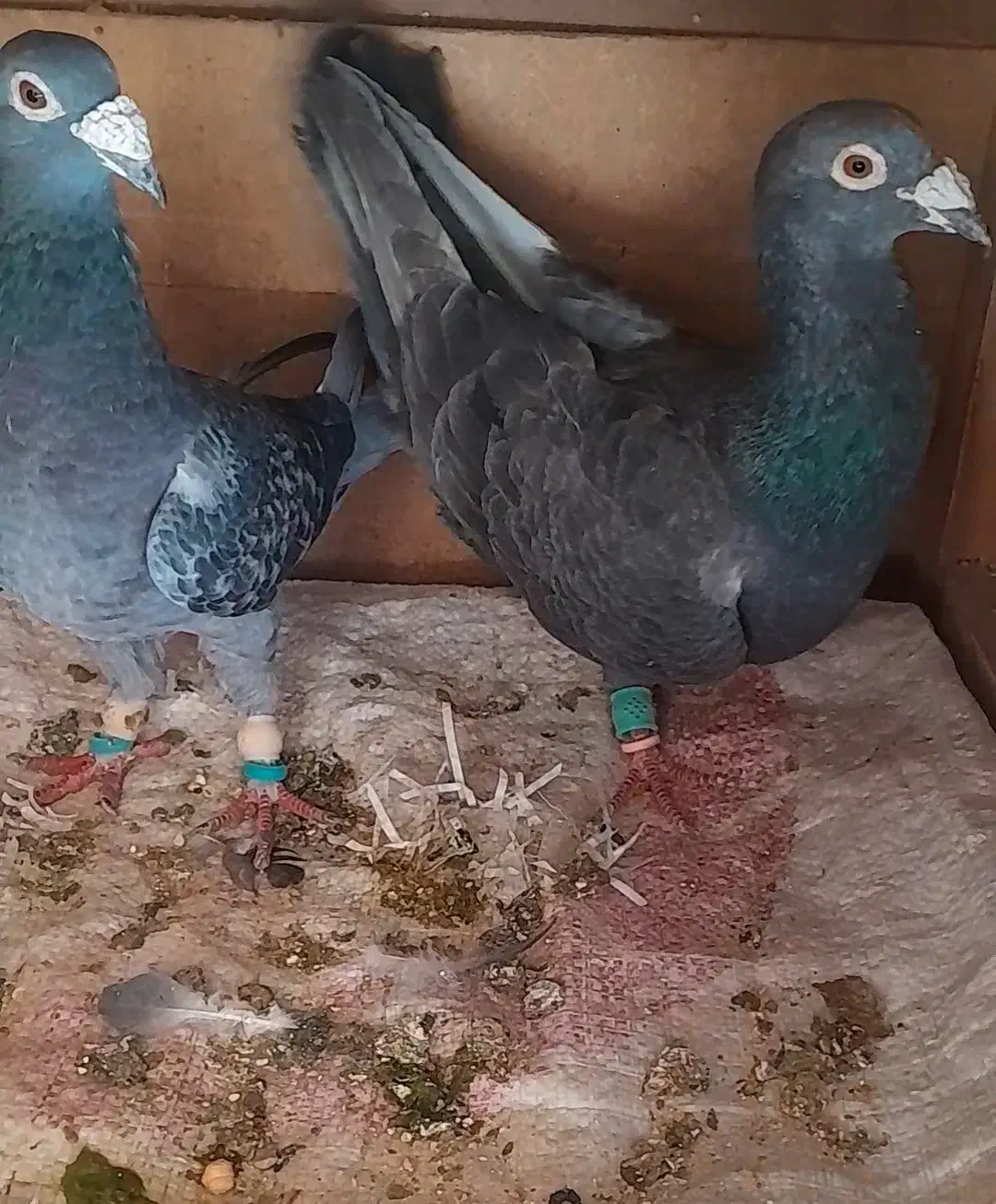 سلام خدمت دوستان عشقباز یک جفت المانی اس|پرنده|شاهرود, |دیوار