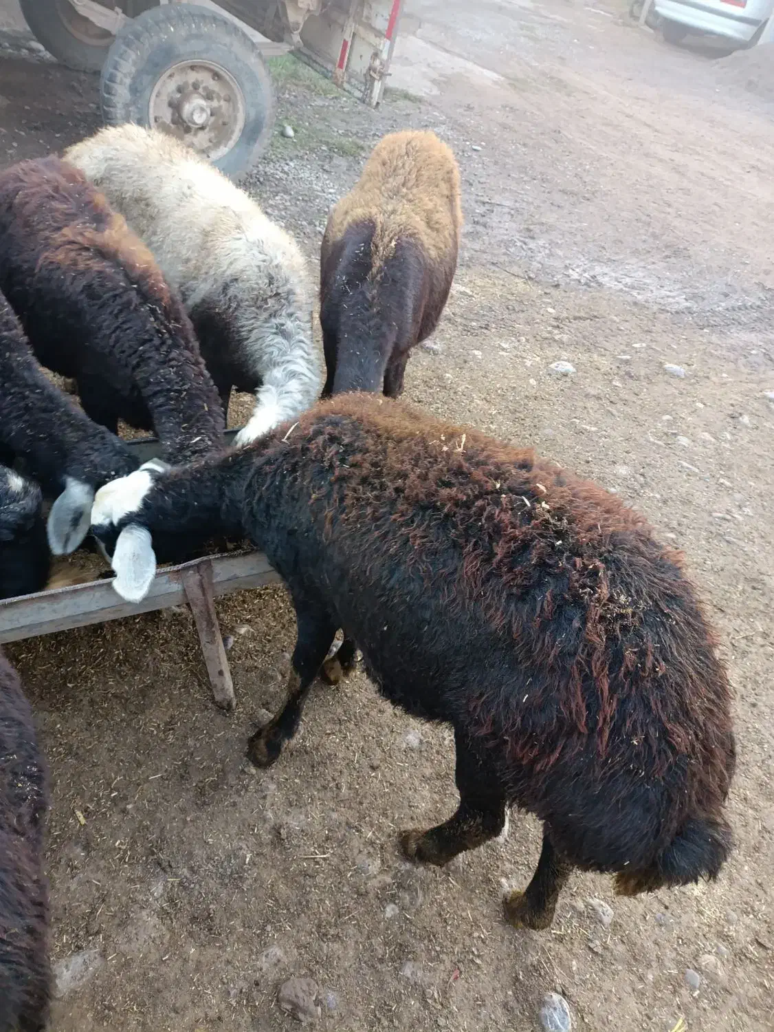 گوسفند|حیوانات مزرعه|فاضل آباد, |دیوار