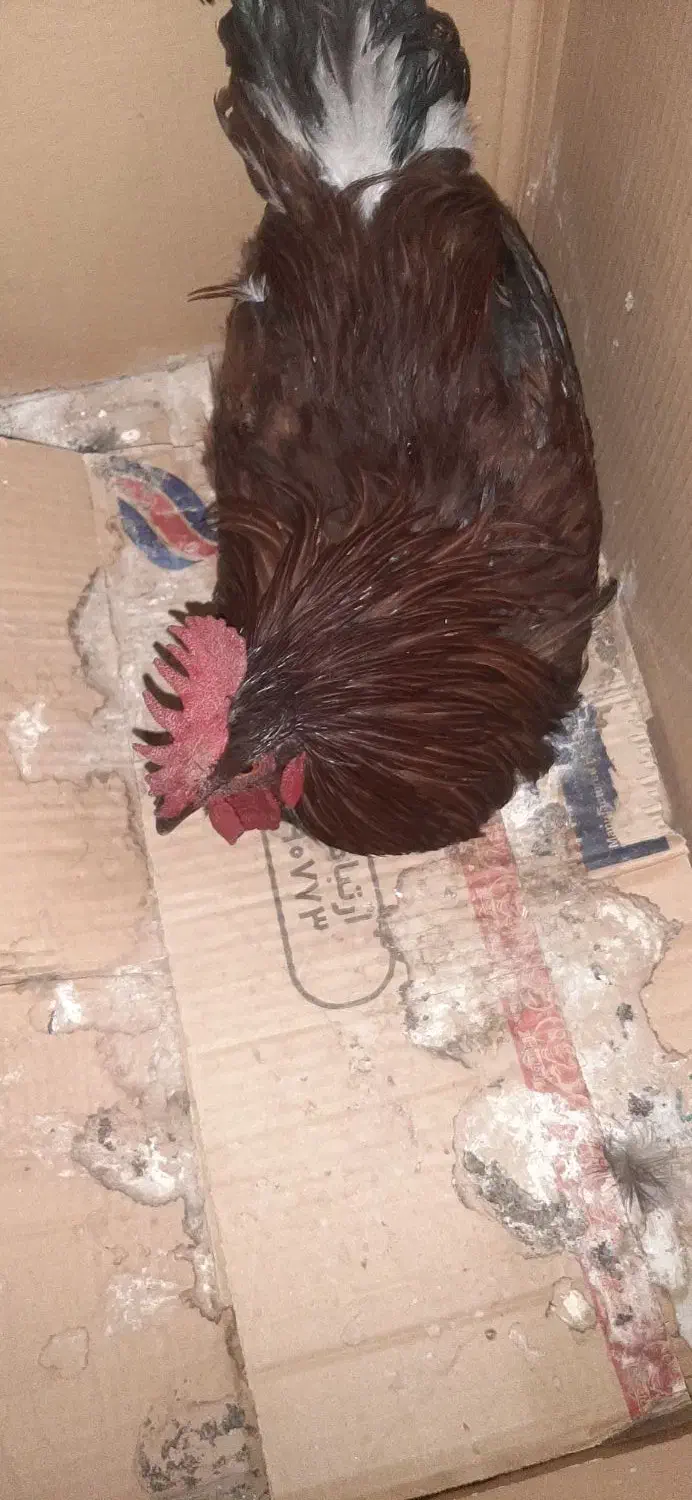 خروس|حیوانات مزرعه|پاتاوه, |دیوار