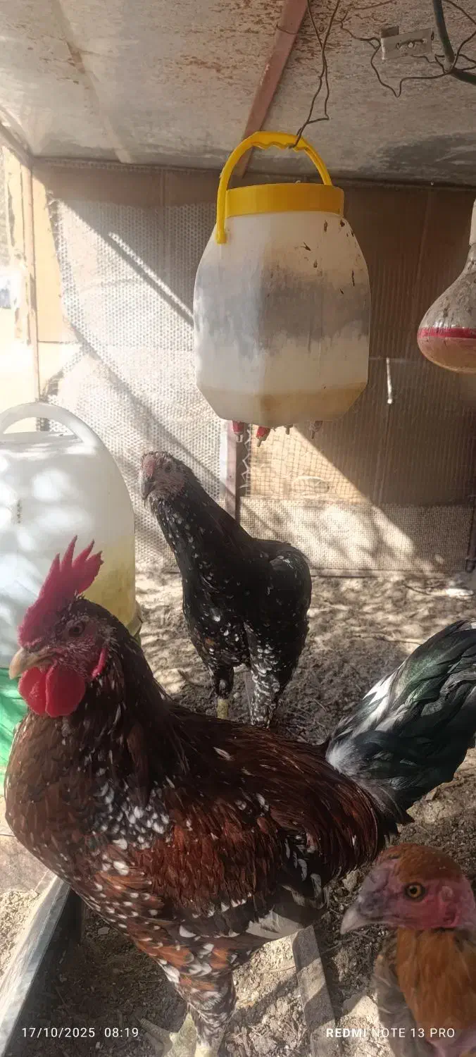 خروس گردن لخت|حیوانات مزرعه|خاش, |دیوار