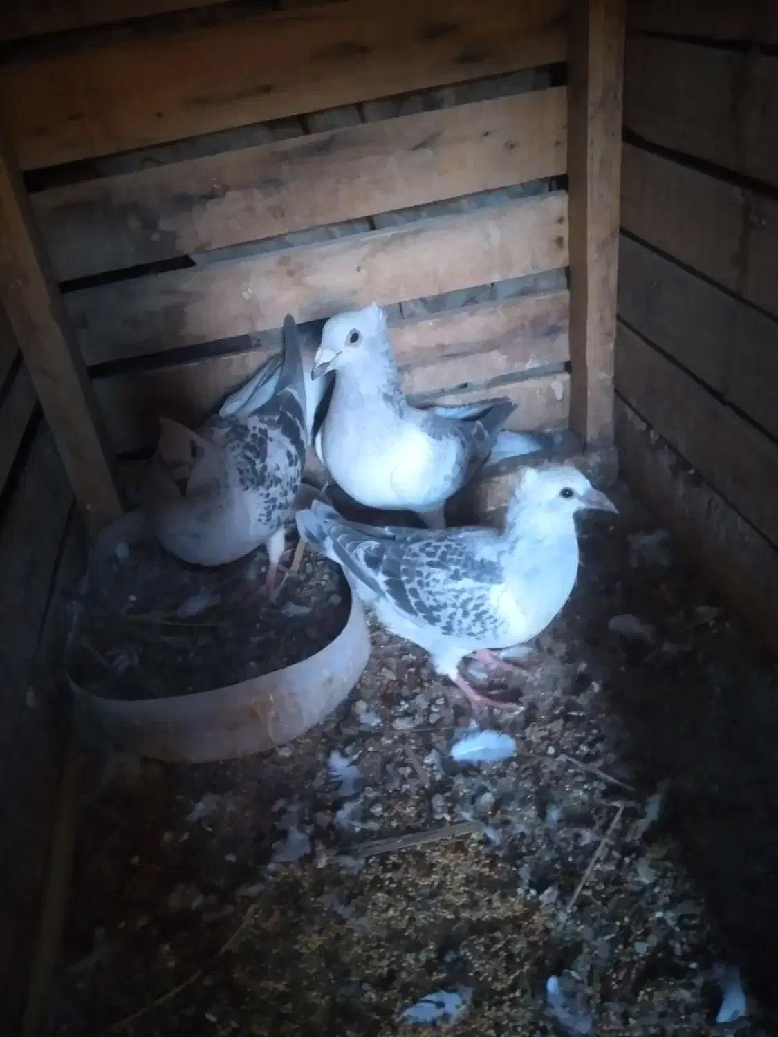 جفت بدرنگ شامی|پرنده|ارسنجان, |دیوار