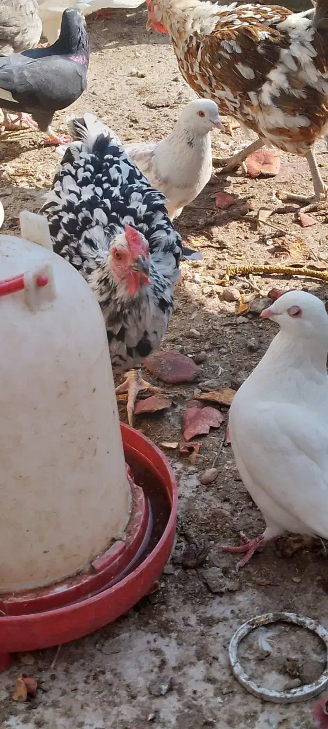 مرغ گلین|حیوانات مزرعه|پاکدشت, پاکدشت (مامازند)|دیوار