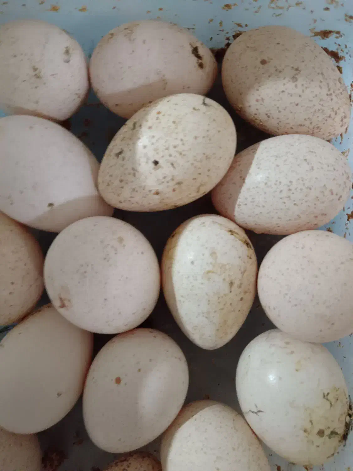 تخم بوقلمون نتفه دار|حیوانات مزرعه|نجفآباد, جلال آباد|دیوار