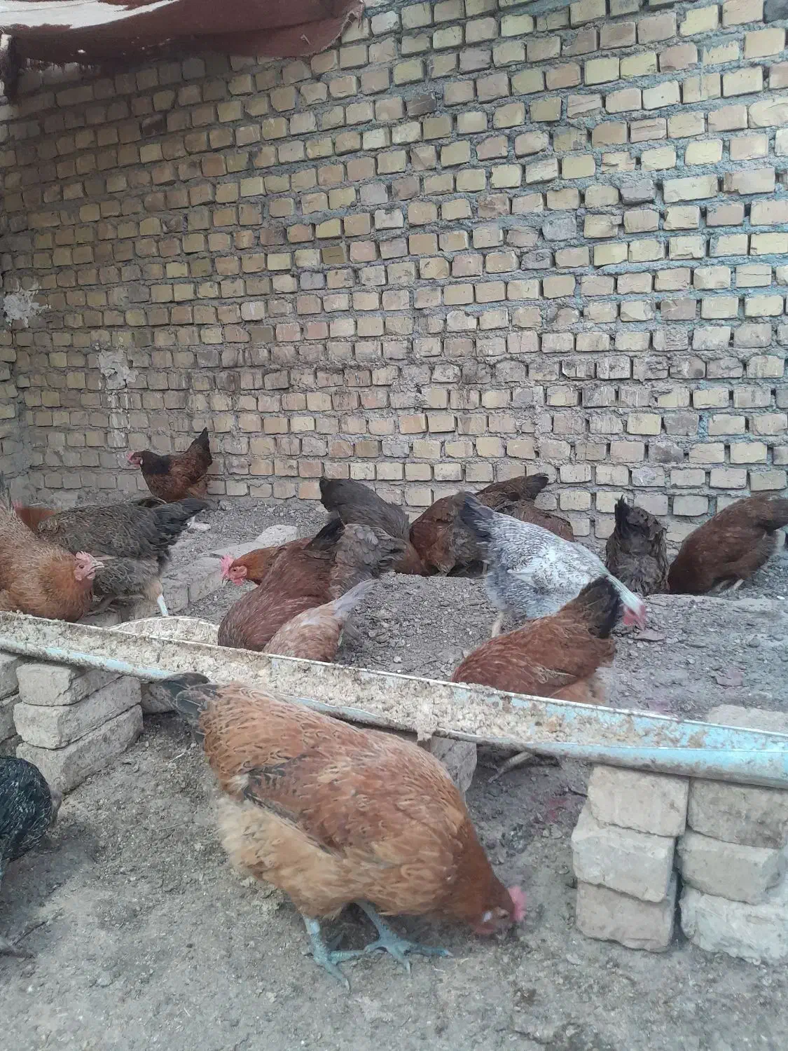 فروش مرغ تخمگذار جوان|حیوانات مزرعه|تربتحیدریه, باغ سلطانی|دیوار
