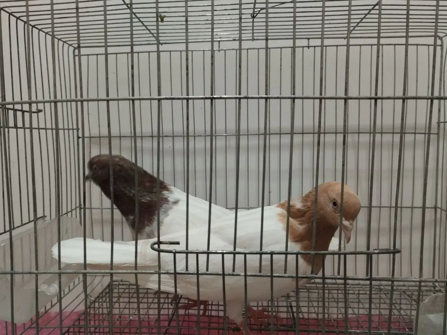 یک جفت کبوتر باشلی نروماده|پرنده|تبریز, |دیوار