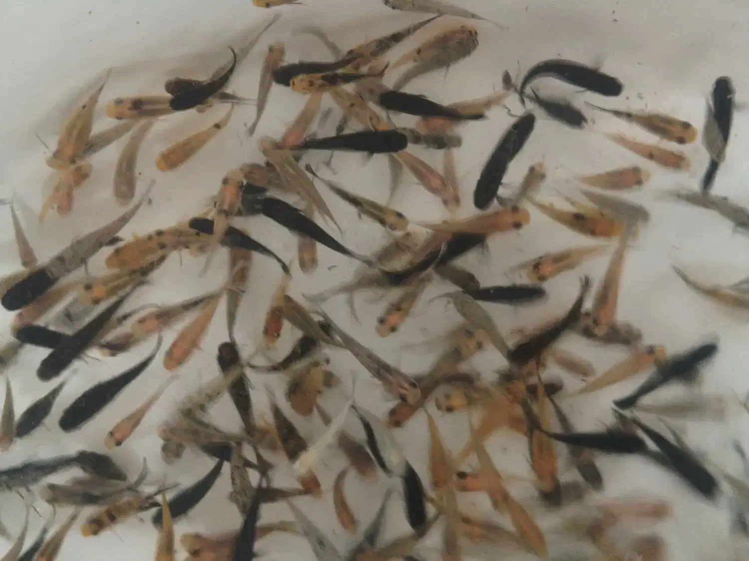 ماهی مولی درشت|ماهی|قم, شهرک سازمان آب|دیوار