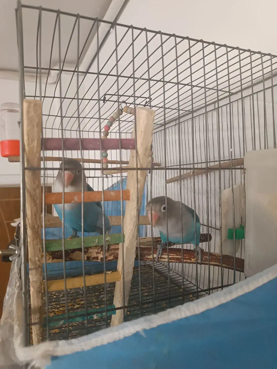 طوطی کوتوله برزیلی دستی|پرنده|مشهد, شهرک امام هادی (شهرک غرب)|دیوار