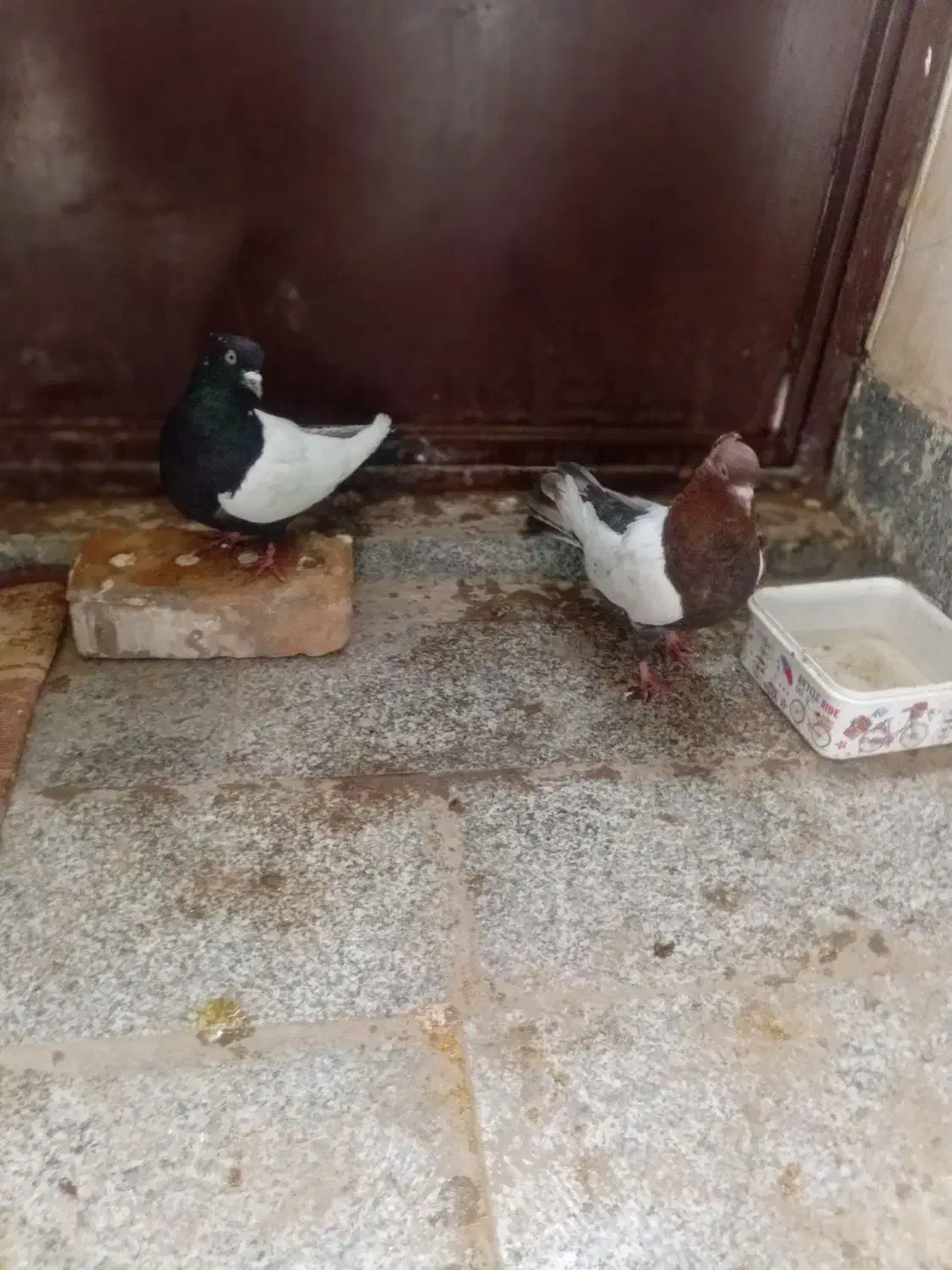 نرماده قلدور هوایی|پرنده|پائین جام, |دیوار