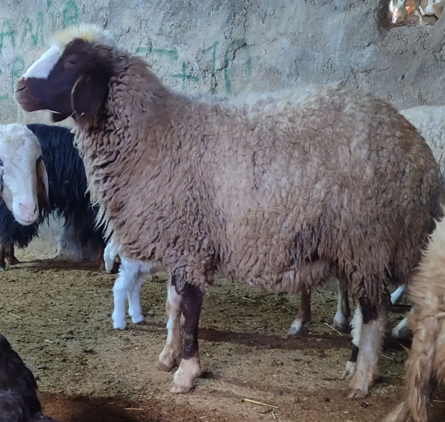 یک راس شک آبستن قیمت 18میلیون|حیوانات مزرعه|گوآور, |دیوار