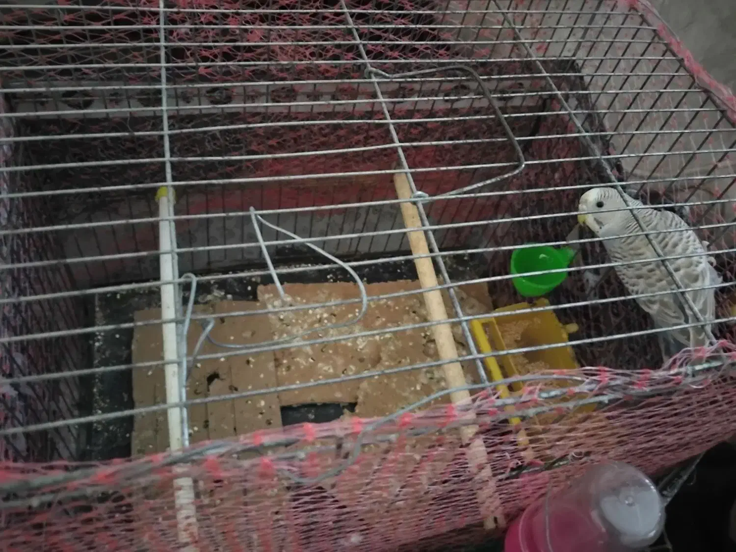 مرغ عشق|پرنده|گرگان, |دیوار