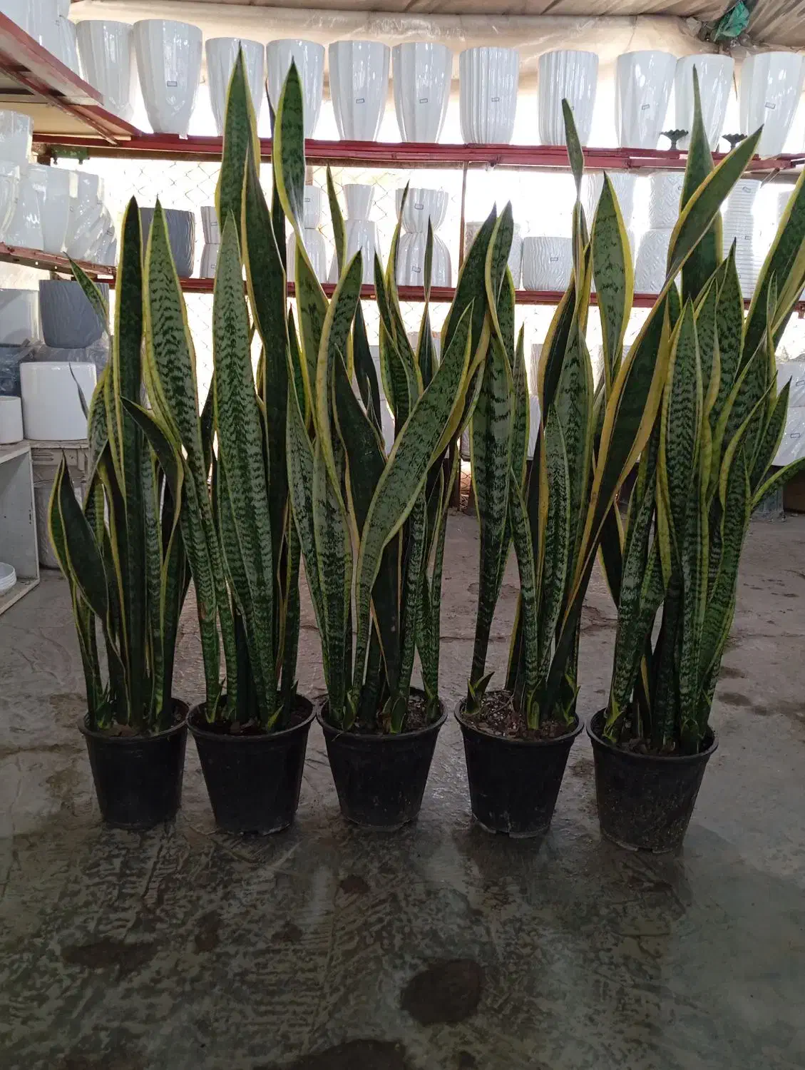 سانسوریا ابلق قدبلند|گل و گیاه طبیعی|ری, صالح آباد جنوبی (باغ رضوان)|دیوار