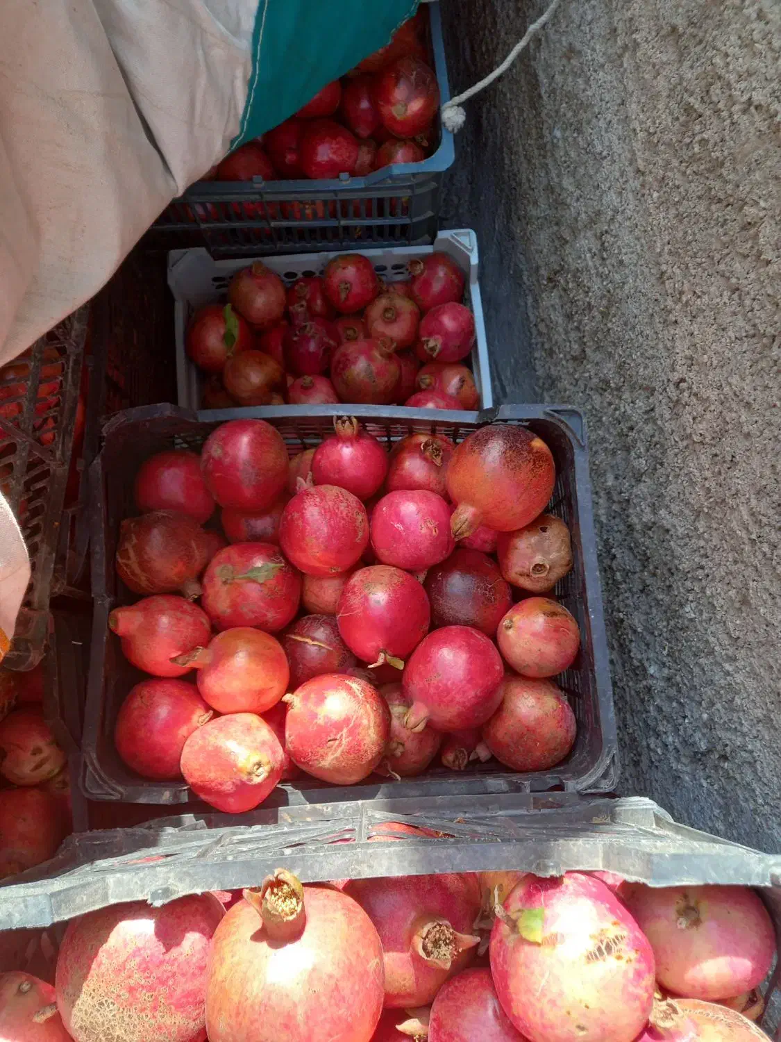 انار شیرین درجه یک|خوردنی و آشامیدنی|شاهرود (اردبیل), |دیوار