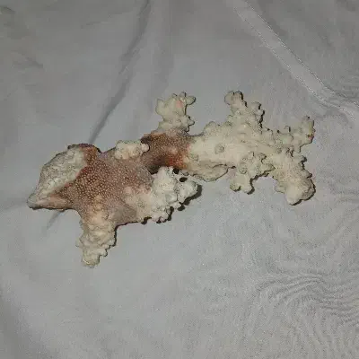 سنگ قیمتی|کلکسیون اشیاء عتیقه|بناب, |دیوار