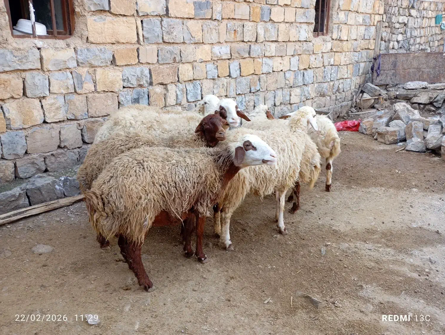 بره|حیوانات مزرعه|جوانرود, |دیوار