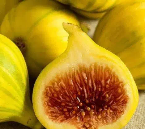 پیشفروش نهال  انجیر عسلی|خدمات باغبانی و درختکاری|ایجرود, |دیوار