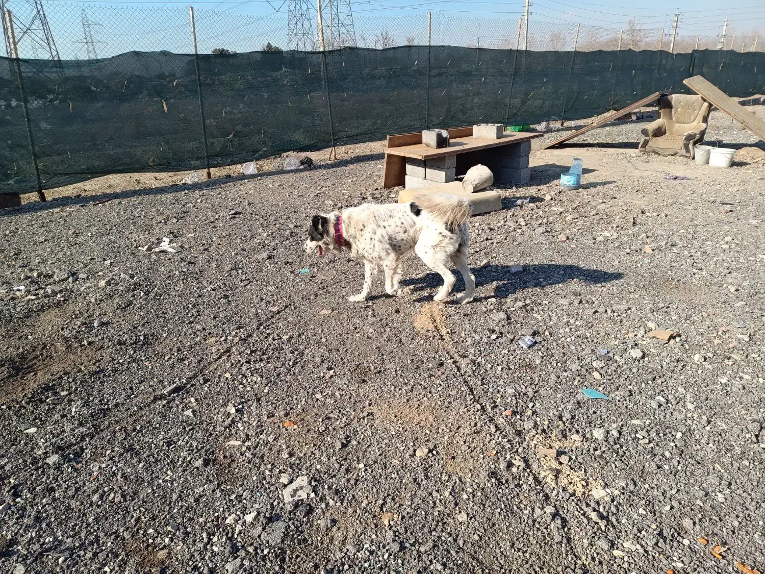 گمشده لطفاً اطلاع دهید|حیوانات|چهاردانگه (تهران), |دیوار