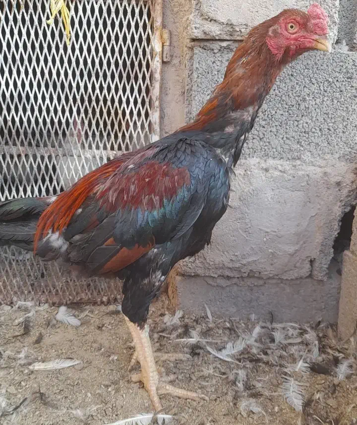 حراج و فروش خروس گلین/مرغ وخروس لاری/مرغ محلی|حراج|رفسنجان, |دیوار