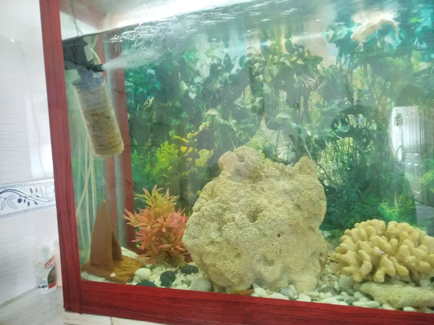 آکواریوم با تمام تجهیزاتش|ماهی|پاکدشت, پاکدشت (مامازند)|دیوار