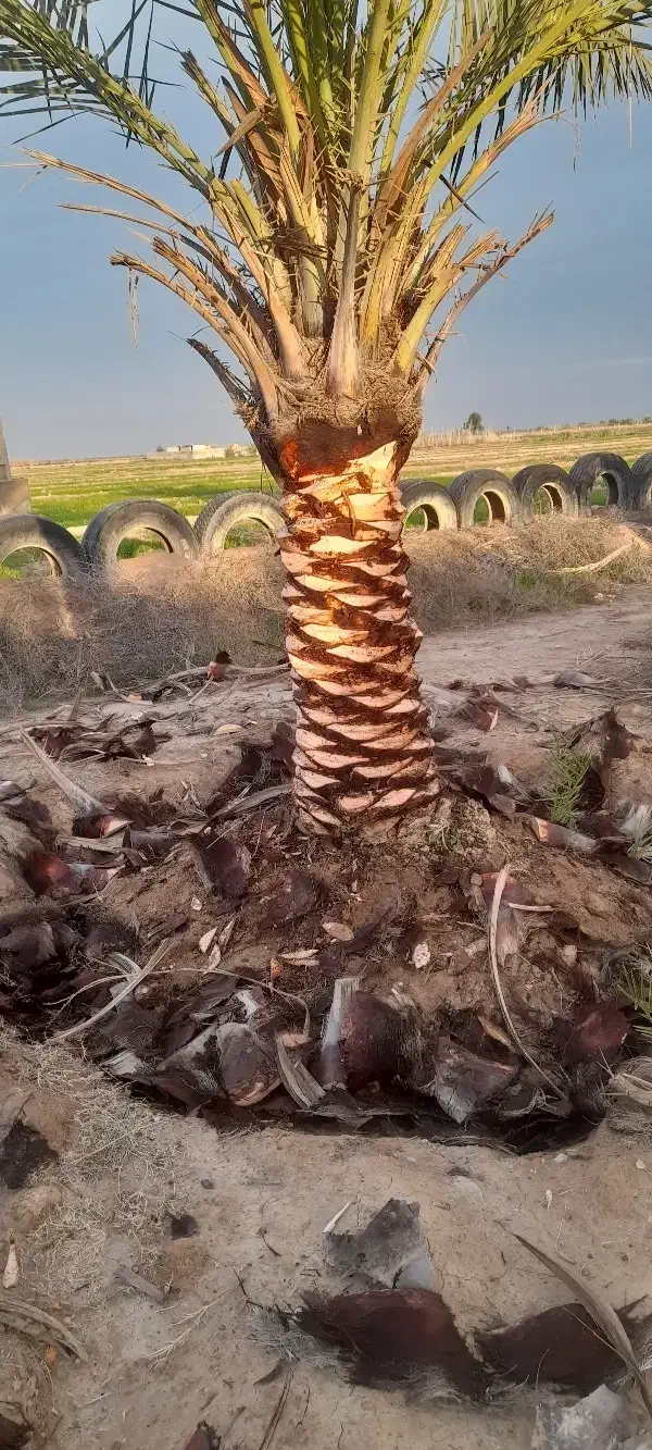 پاجوش نخل برحی|خدمات باغبانی و درختکاری|رامشیر, |دیوار