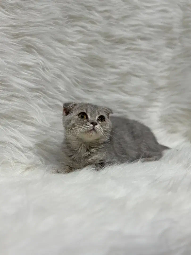 اسکاتیش فولد|گربه|کرمانشاه, |دیوار