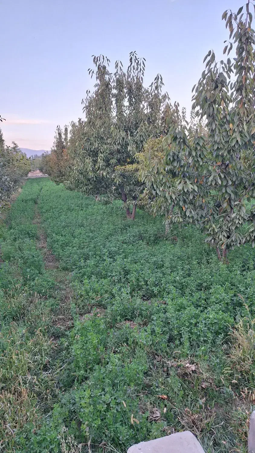 باغچه ۱۵۰۰ متری با آب دائمی و انواع درخت میوه|فروش زمین و ملک کلنگی|خوی, |دیوار