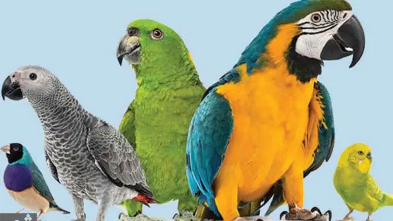 اصلاح بال پرندگان در منزل و خدمات دان و دارو|خدمات پیشه و مهارت|گنبد کاووس, |دیوار