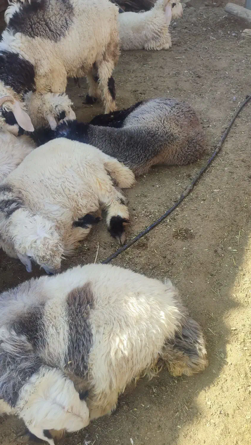 بره نر چاق کوار|حیوانات مزرعه|طسوج, |دیوار