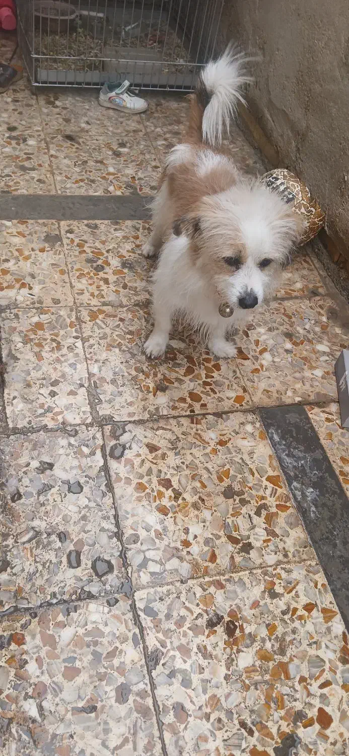 سگ پشمالو|سگ|بندر امام خمینی, |دیوار