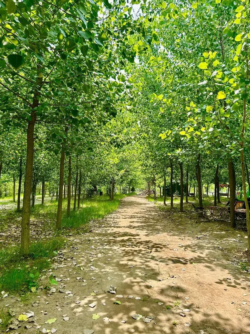 بکرترین پروژه دنیا اینجاست|فروش خانه و ویلا|آسارا, |دیوار