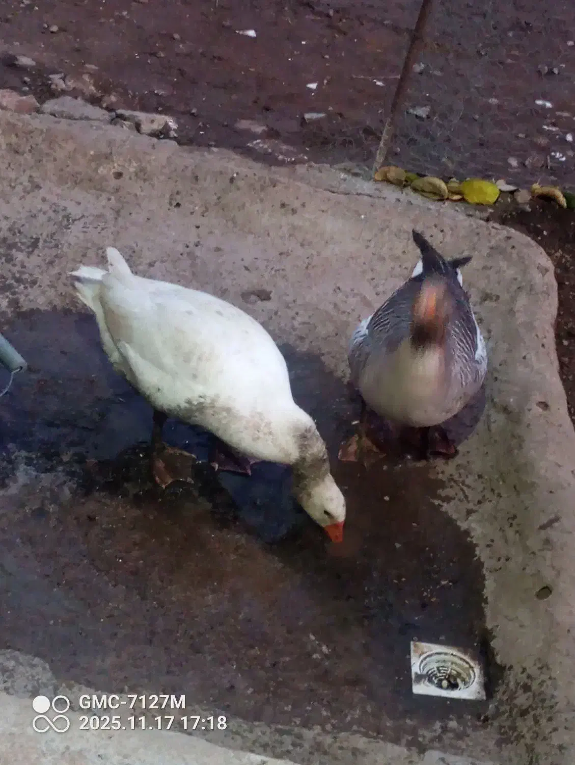 دو عدد غاز|حیوانات مزرعه|اردبیل, |دیوار