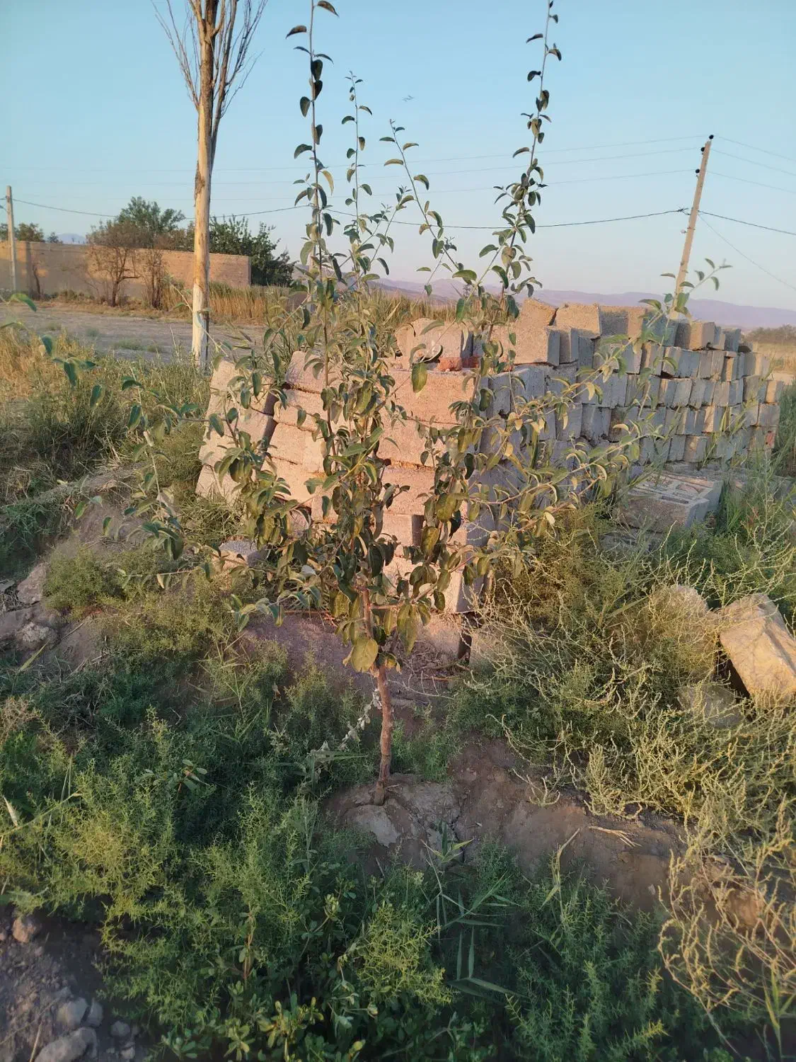 زمین کشاورزی به متراژ۱۲۶۰مترباپروانه کشاورزی|فروش زمین و ملک کلنگی|عجب شیر, |دیوار