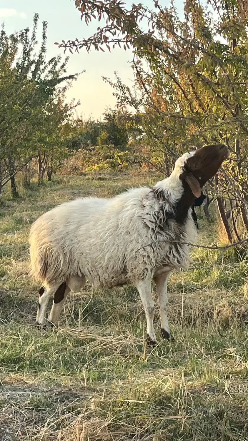 گوسفند (قوچ)|حیوانات مزرعه|زاویه, |دیوار