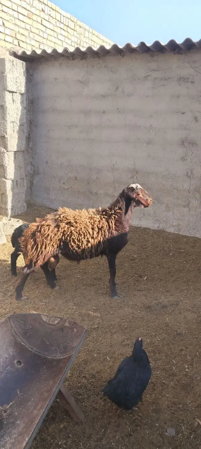 بره قوچی|حیوانات مزرعه|نیشابور, دهنو|دیوار