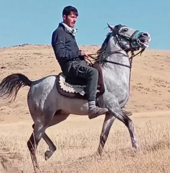 اسب نریان کرد|اسب و تجهیزات اسب‌سواری|تیکمه داش, |دیوار