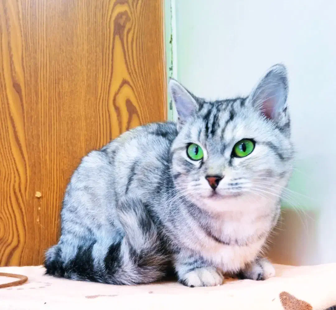 گربه برتیش سیلور انفولد|گربه|اردبیل, |دیوار