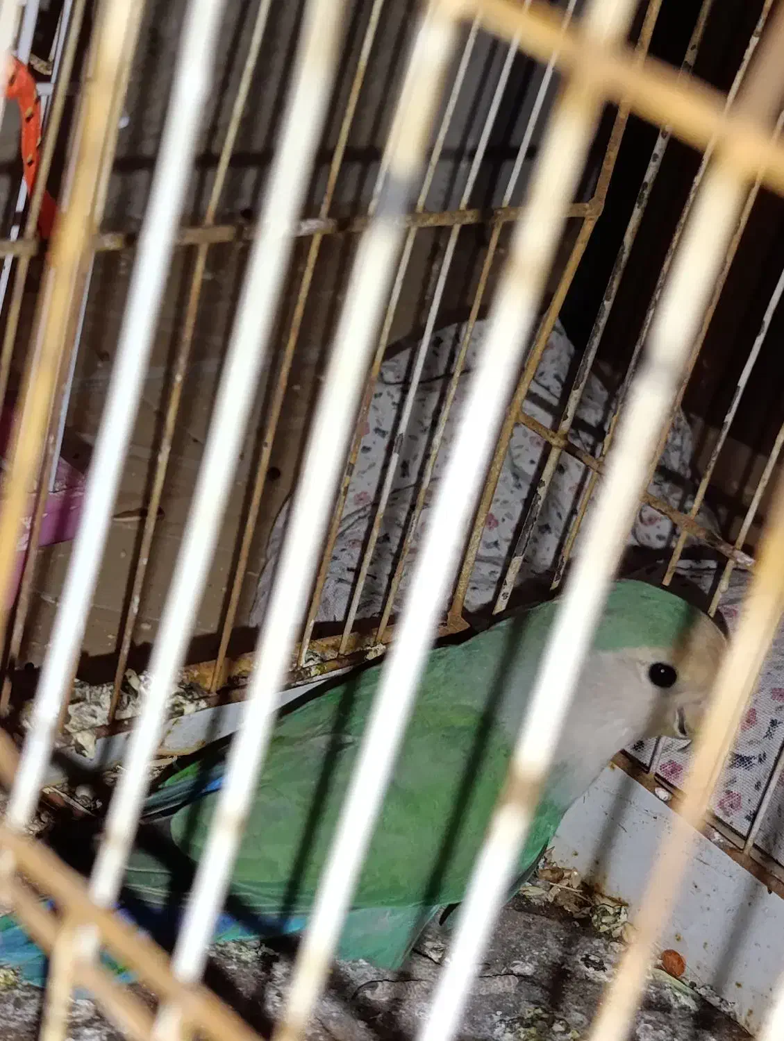 طوطی کوتوله بنفش سبز|پرنده|مهریز, |دیوار