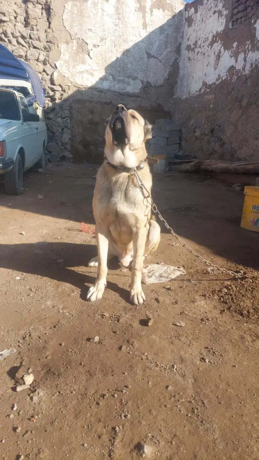 سگ سرابی|سگ|اردبیل, |دیوار