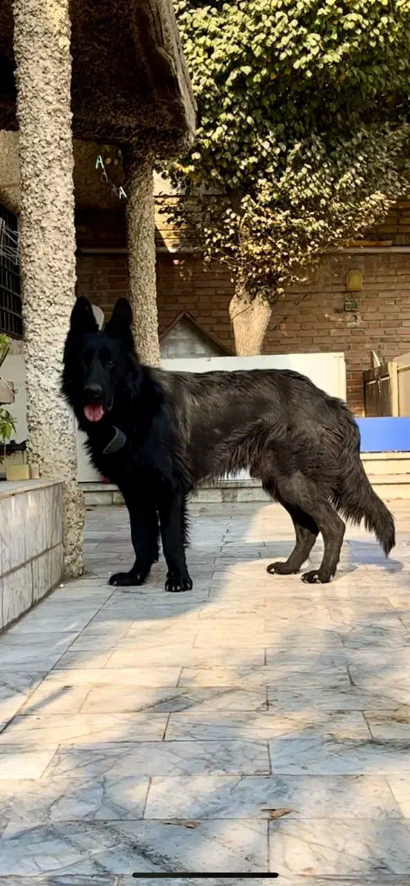 ژرمن بلک اصیل یک ساله|سگ|کرج, گلدشت|دیوار