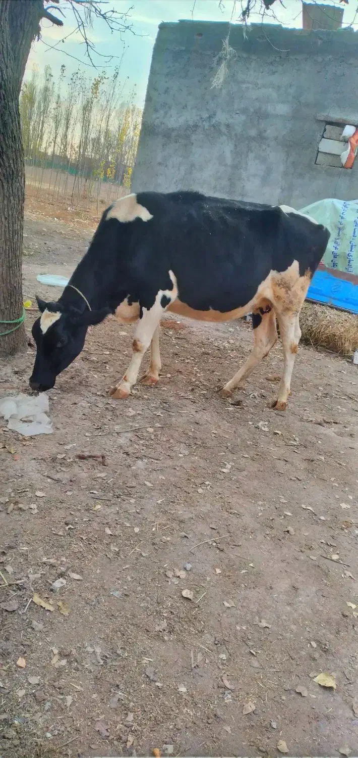 گاو هلشتاین شکم دوم آبستن|حیوانات مزرعه|اردبیل, |دیوار