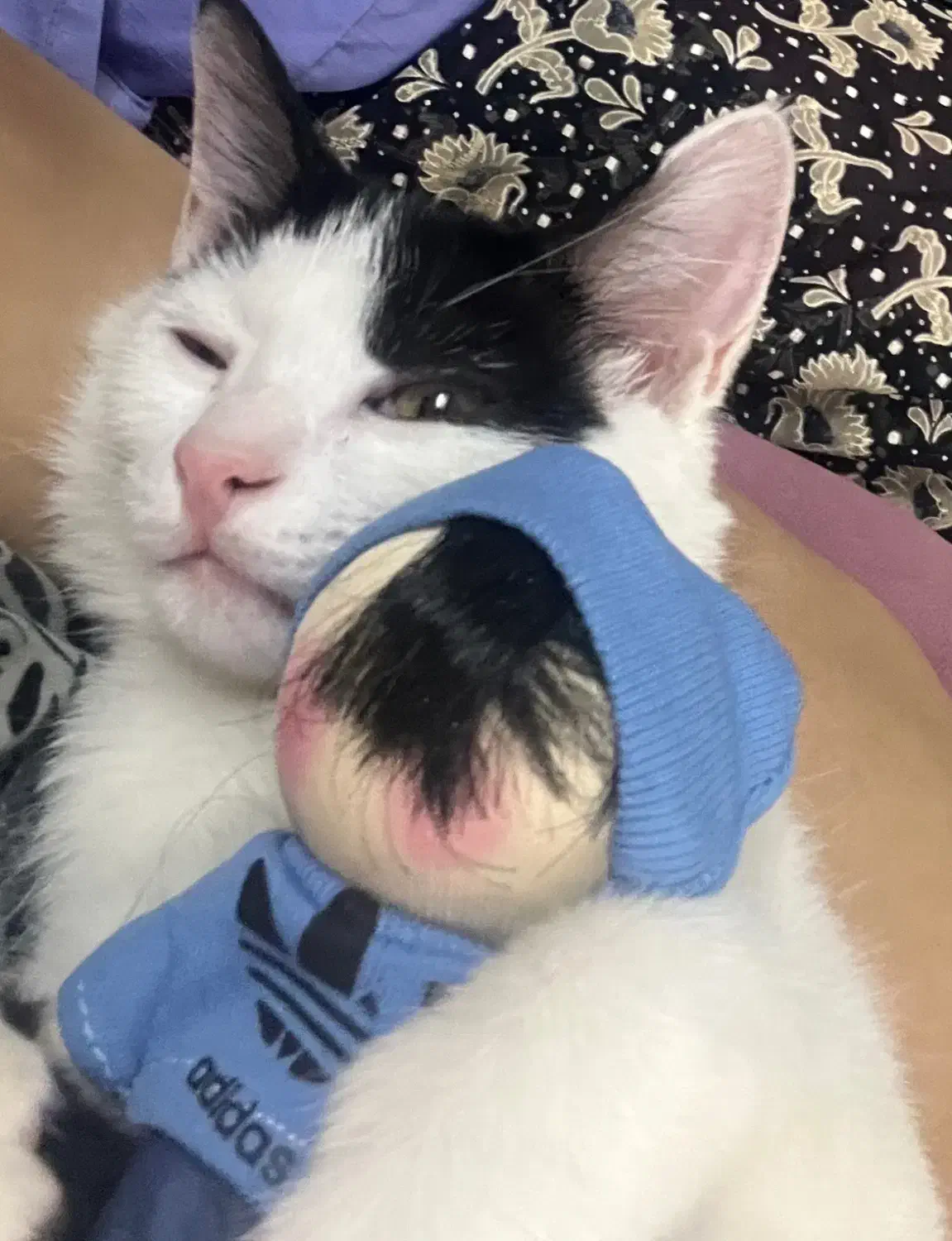 واگذاری گربه|گربه|اصفهان, جلالیه|دیوار