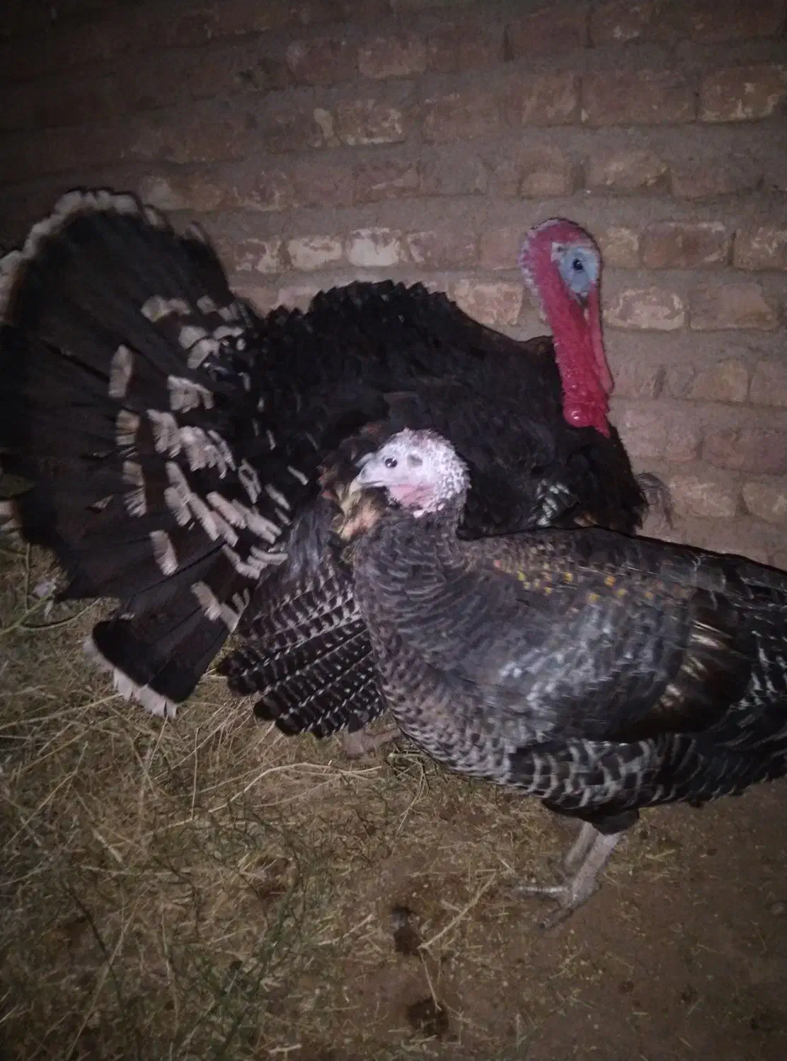 باغلمون نر ماده سالم تخم گذار|حیوانات مزرعه|شامکان, |دیوار