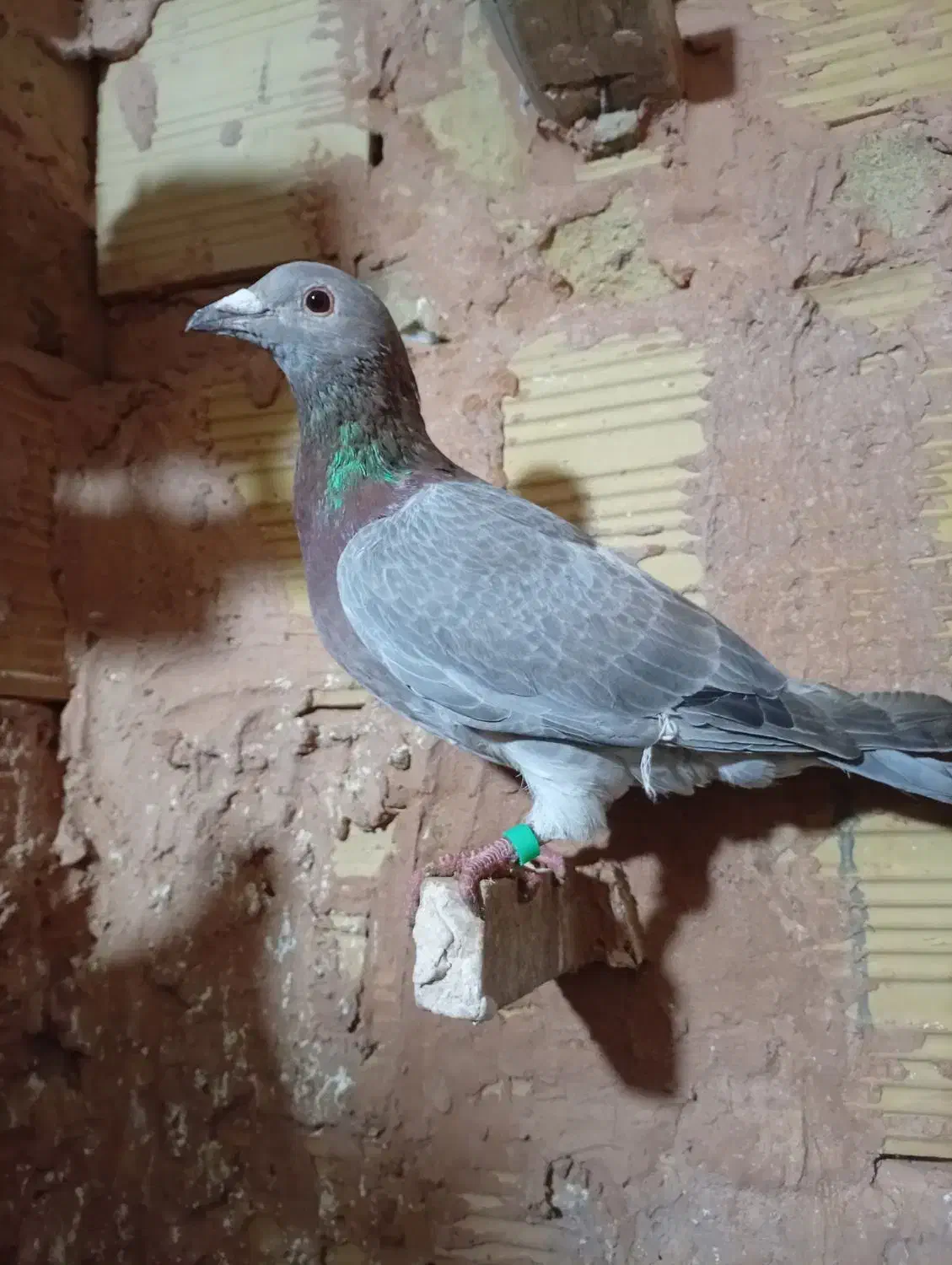 ماده آبگل سبز|پرنده|سبزوار, قصبه شرقی|دیوار