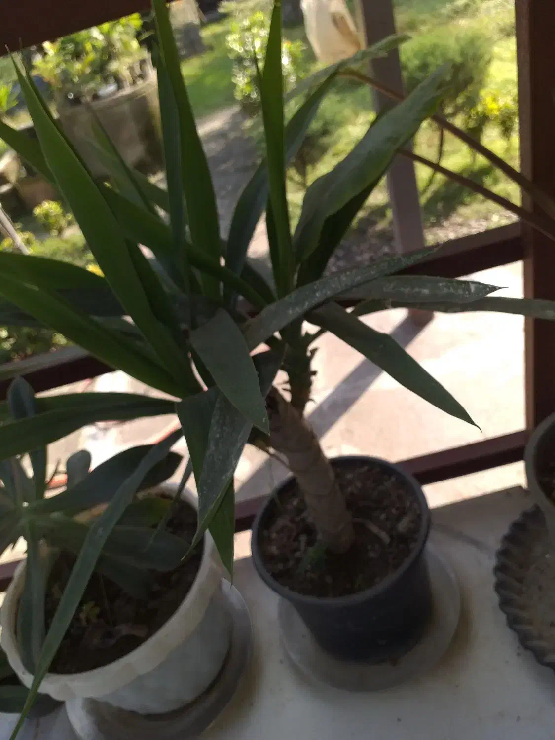 یوکا گلدانی و زیبا|گل و گیاه طبیعی|کلارآباد, |دیوار