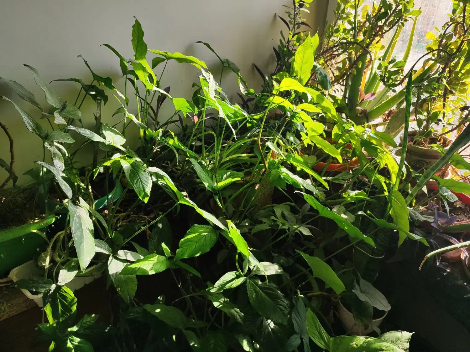 گل و گیاه خانگی|گل و گیاه طبیعی|پردیس, فاز ۱|دیوار