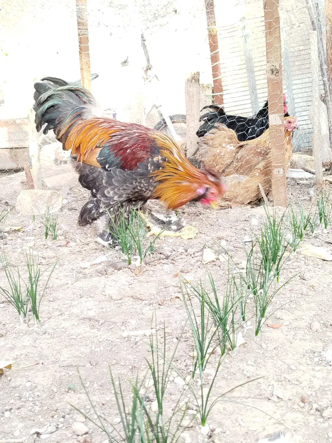 خروس تزئینی.|حیوانات مزرعه|تربتحیدریه, فرمانداری|دیوار